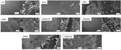 Microbial Diversity and Activity During the Biodegradation in Seawater of Various Substitutes to Conventional Plastic Cotton Swab Sticks